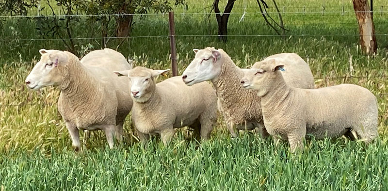 KD Composite Ewes & Lambs