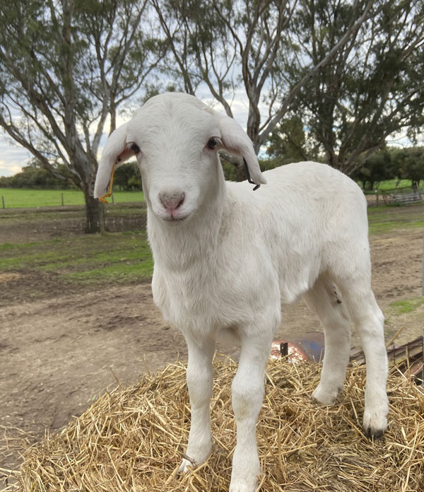 KD Australian White Lamb