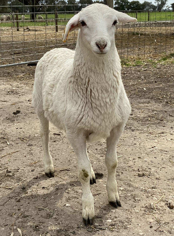 KD Australian White Lamb