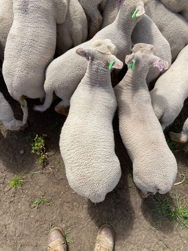 KD Charollais Lambs