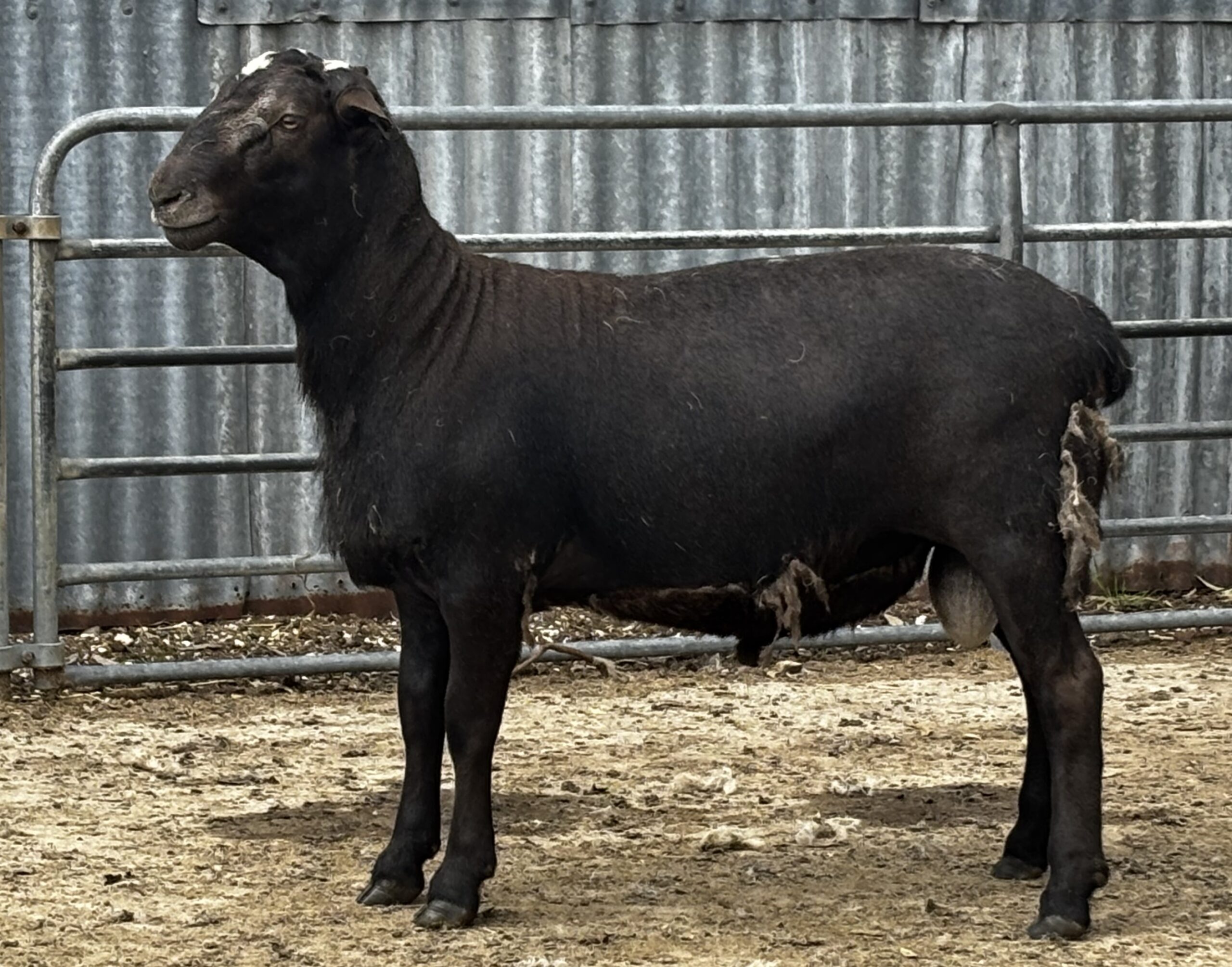 Blk ram 2024 dp