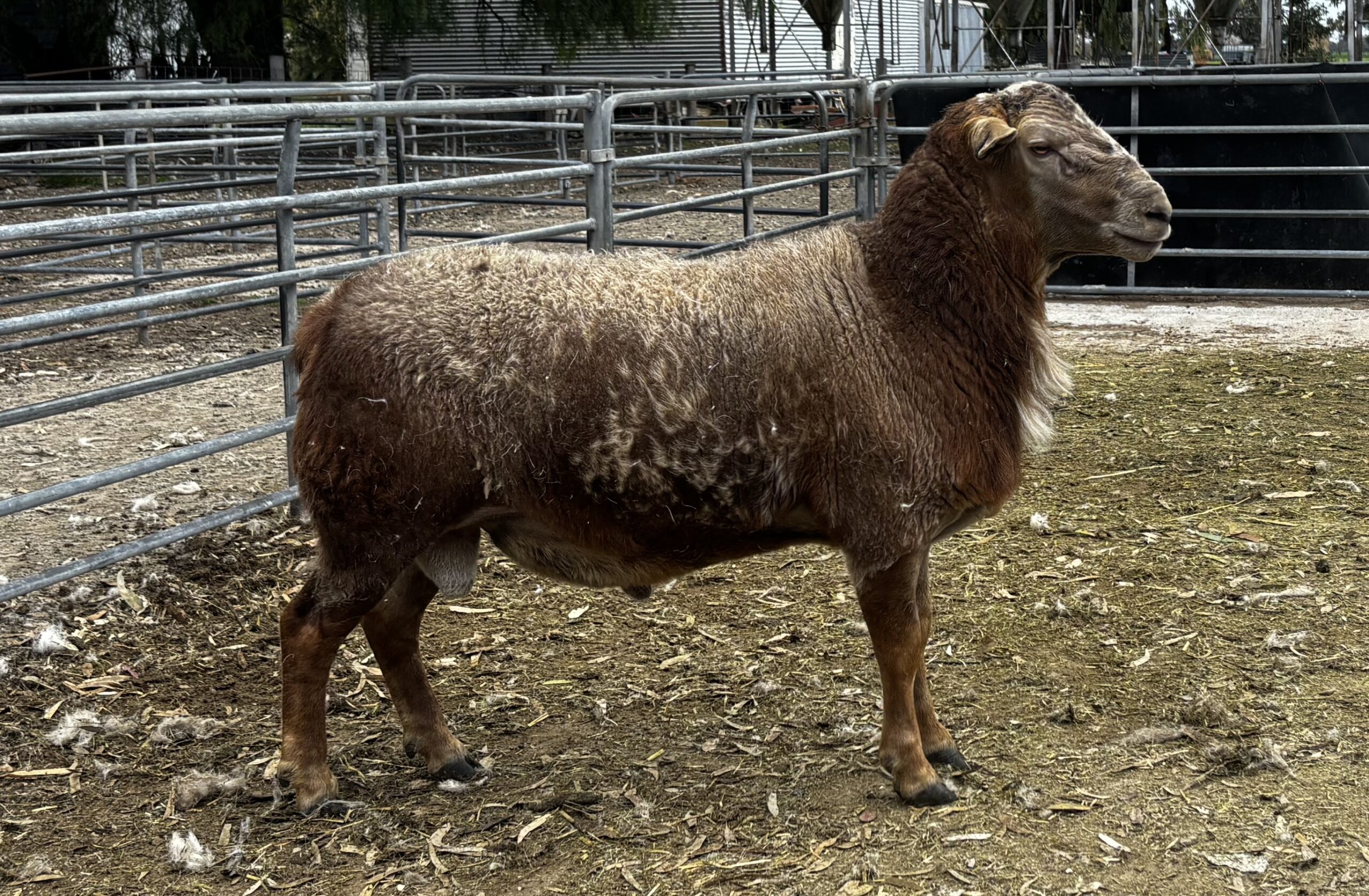 Red ram Sept 25